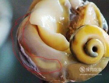 海螺哪些部位不能吃？