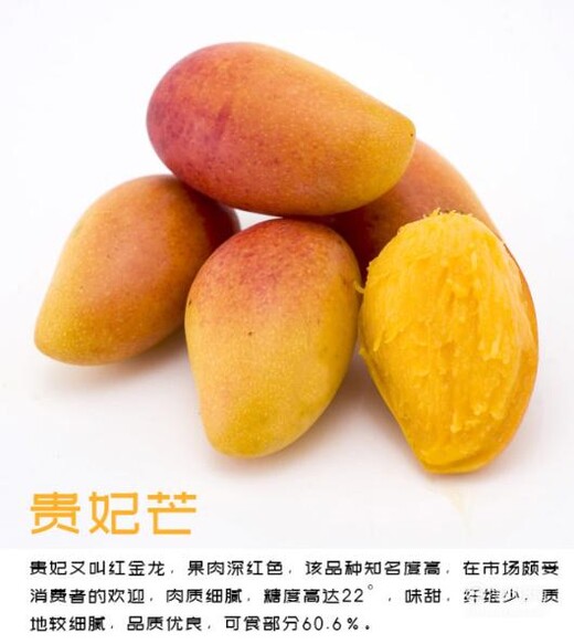 芒果控看过了 常见芒果分类