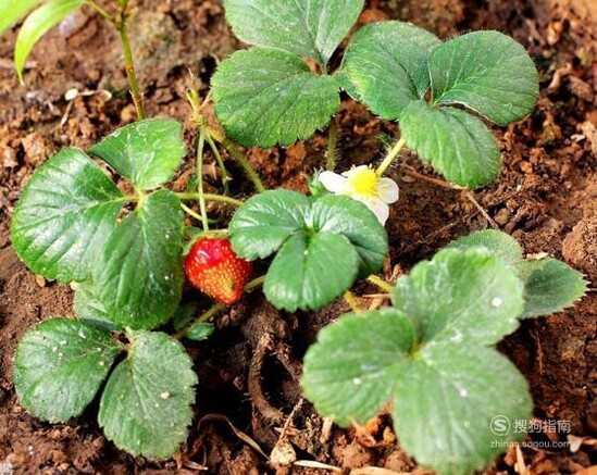 怎样自己在家种草莓？