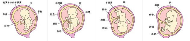 图解胎儿成长过程
